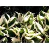 Funkia 'Patriot' Hosta Hybrid 'Patriot' 2 Liter Potte -Osmo Salgsbutik mi4550 hosta patriot cff5