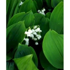 Liljekonval Convallaria Majalis 10 Cm. Potte -Osmo Salgsbutik mi4557 convallaria majalis 1711