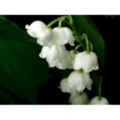 Liljekonval Convallaria Majalis 10 Cm. Potte -Osmo Salgsbutik mi4557 convallaria majalis 1c6d