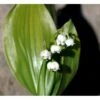 Liljekonval Convallaria Majalis 10 Cm. Potte -Osmo Salgsbutik mi4557 convallaria majalis 4b5f