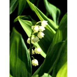 Liljekonval Convallaria Majalis 10 Cm. Potte -Osmo Salgsbutik mi4557 convallaria majalis 4f1d