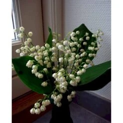 Liljekonval Convallaria Majalis 10 Cm. Potte -Osmo Salgsbutik mi4557 convallaria majalis 8666