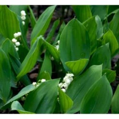 Liljekonval Convallaria Majalis 10 Cm. Potte -Osmo Salgsbutik mi4557 convallaria majalis c0d0