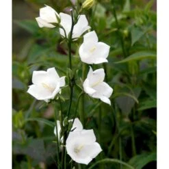 Smalbladet Klokke 'Alba' Campanula Persicifolia 'Alba' 1 Liter Potte -Osmo Salgsbutik mi455 campanula persicifolia alba 29d8