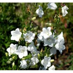 Smalbladet Klokke 'Alba' Campanula Persicifolia 'Alba' 1 Liter Potte -Osmo Salgsbutik mi455 campanula persicifolia alba 5311