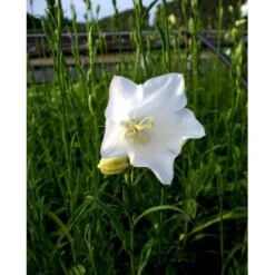 Smalbladet Klokke 'Alba' Campanula Persicifolia 'Alba' 1 Liter Potte -Osmo Salgsbutik mi455 campanula persicifolia alba 99aa