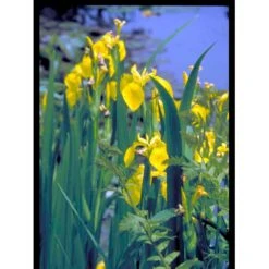 Gul Iris Iris Pseudoacorus 1 Liter Potte -Osmo Salgsbutik mi4561 iris pseudacorus 7018