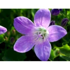 Krybeklokke Campanula Portenschlagiana 10 Cm. Potte -Osmo Salgsbutik mi456 campanula portenschlagiana 64dd
