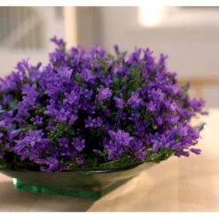Krybeklokke Campanula Portenschlagiana 10 Cm. Potte -Osmo Salgsbutik mi456 campanula portenschlagiana 79e3