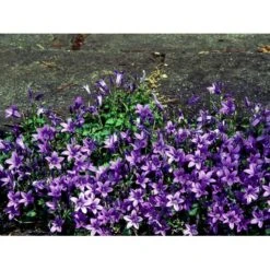 Krybeklokke Campanula Portenschlagiana 10 Cm. Potte -Osmo Salgsbutik mi456 campanula portenschlagiana c1ec