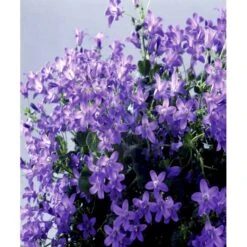 Krybeklokke Campanula Portenschlagiana 10 Cm. Potte -Osmo Salgsbutik mi456 campanula portenschlagiana d9fa