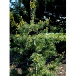 Penselfyr 'Negishi' Pinus Parviflora 'Negishi' Potte 12 Liter,- 40-60 Cm. -Osmo Salgsbutik mi4648 pinus parviflora negishi 07b6