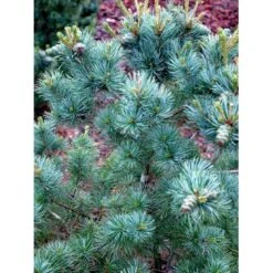 Penselfyr 'Negishi' Pinus Parviflora 'Negishi' Potte 12 Liter,- 40-60 Cm. -Osmo Salgsbutik mi4648 pinus parviflora negishi 204c
