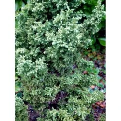 Japansk Kryptomeria 'Yokohama' Cryptomeria Japonica 'Yokohama' Potte 2,0 Liter,- 25-30 Cm. -Osmo Salgsbutik mi4664 cryptomeria japonica yokohama 11d7