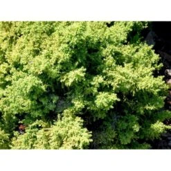 Japansk Kryptomeria 'Yokohama' Cryptomeria Japonica 'Yokohama' Potte 2,0 Liter,- 25-30 Cm. -Osmo Salgsbutik mi4664 cryptomeria japonica yokohama 5225