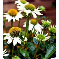 Purpursolhat 'Pow Wow - White' Echinacea Purpurea 'Pow Wow - White' Potte 2 Liter. -Osmo Salgsbutik mi4708 echinacea purpurea pow wow white 16e9