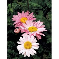 Rosenkrave 'Robinson's Rosa' Tanacetum Coccineum 'Robinson's Rosa' 1 Liter Potte 7 Rosenkrave 'Robinson's Rosa' Tanacetum Coccineum 'Robinson's Rosa' 1 Liter Potte -Osmo Salgsbutik mi4719 tanacetum coccineum robinson s rosa e507