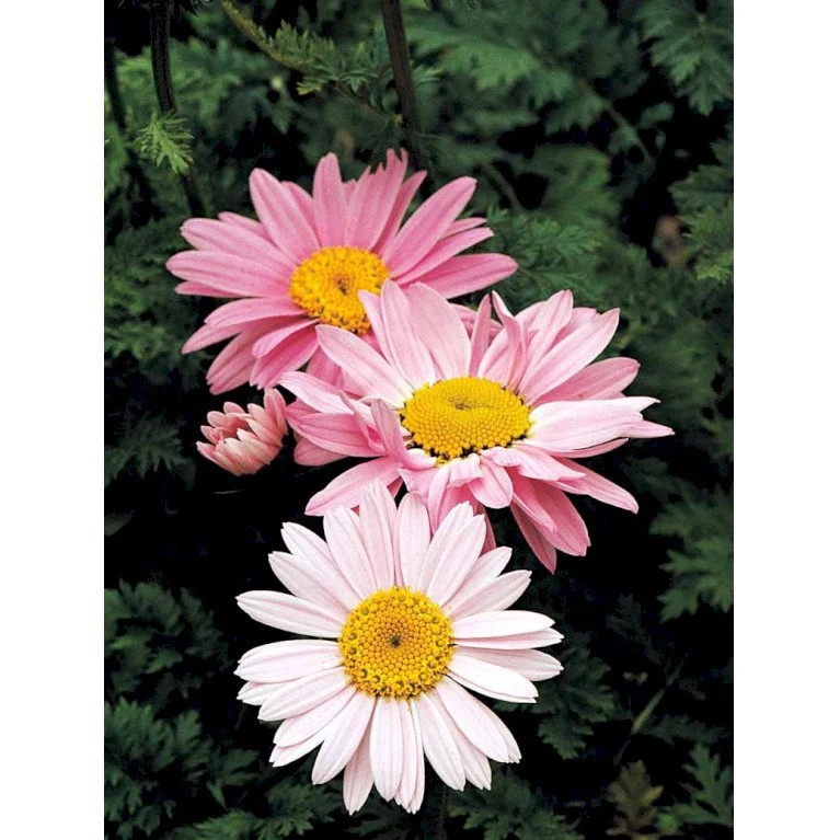 Rosenkrave 'Robinson's Rosa' Tanacetum Coccineum 'Robinson's Rosa' 1 Liter Potte 5 Rosenkrave 'Robinson's Rosa' Tanacetum Coccineum 'Robinson's Rosa' 1 Liter Potte - Billede 3