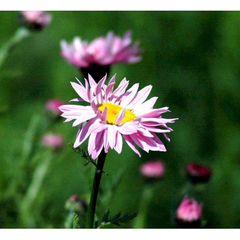 Rosenkrave 'Robinson's Rosa' Tanacetum Coccineum 'Robinson's Rosa' 1 Liter Potte 3 Rosenkrave 'Robinson's Rosa' Tanacetum Coccineum 'Robinson's Rosa' 1 Liter Potte