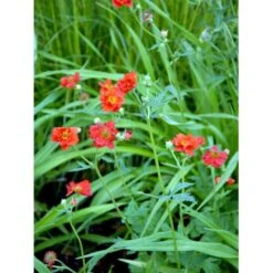 Nellikerod Geum Chiloense 'Mrs. Bradshaw' 1 Liter Potte -Osmo Salgsbutik mi4785 geum chiloense mrs bradshaw 523c