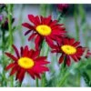 Rosenkrave 'Robinsons Rote' Tanacetum Coccineum 'Robinson's Rote' 1 Liter Potte 2 Rosenkrave 'Robinsons Rote' Tanacetum Coccineum 'Robinson's Rote' 1 Liter Potte -Osmo Salgsbutik mi4804 tanacetum parthenium robinsons red 6c59