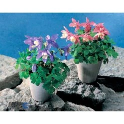 Dværgakeleje Aquilegia Flabellata 'Ministar' 1 Liter Potte -Osmo Salgsbutik mi4839 aquilegia flabellata 5df7