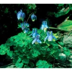 Dværgakeleje Aquilegia Flabellata 'Ministar' 1 Liter Potte -Osmo Salgsbutik mi4839 aquilegia flabellata 834a