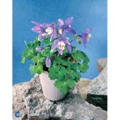 Dværgakeleje Aquilegia Flabellata 'Ministar' 1 Liter Potte -Osmo Salgsbutik mi4839 aquilegia flabellata a25b