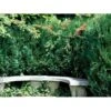 Leyland Cypres Cupressocyparis Leylandii Med Klump,- 125-150 Cm. 1 Leyland Cypres Cupressocyparis Leylandii Med Klump,- 125-150 Cm. -Osmo Salgsbutik mi4889 cupressocyparis leylandii 2764