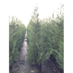 Leyland Cypres Cupressocyparis Leylandii Med Klump,- 125-150 Cm. -Osmo Salgsbutik mi4889 cupressocyparis leylandii d32b
