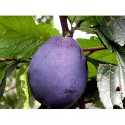 Blomme 'Hanita' Prunus Domestica 'Hanita' 4-8 Grene, 130-170 Cm. 10 Liter Potte. (S.J.A.) -Osmo Salgsbutik mi4899 prunus domestica hanita baaf