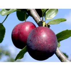 Blomme 'Ive' Prunus Domestica 'Ive' 4-8 Grene, 130-170 Cm. 10 Liter Potte. (S.J.A.) -Osmo Salgsbutik mi4900 prunus domestica ive 94f2