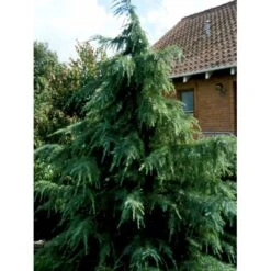 Himalaya Ceder Cedrus Deodara Potte 3,0 Liter,- 40-60 Cm. -Osmo Salgsbutik mi494 cedrus deodara c45d