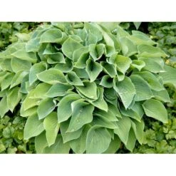 Funkia 'Blue Cadet' Hosta Hybrid 'Blue Cadet' 1 Liter Potte -Osmo Salgsbutik mi4980 hosta blue cadet 0a7f