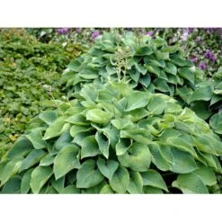 Funkia 'Blue Cadet' Hosta Hybrid 'Blue Cadet' 1 Liter Potte -Osmo Salgsbutik mi4980 hosta blue cadet 5b4a