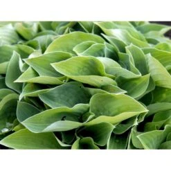 Funkia 'Blue Cadet' Hosta Hybrid 'Blue Cadet' 1 Liter Potte -Osmo Salgsbutik mi4980 hosta blue cadet f16a