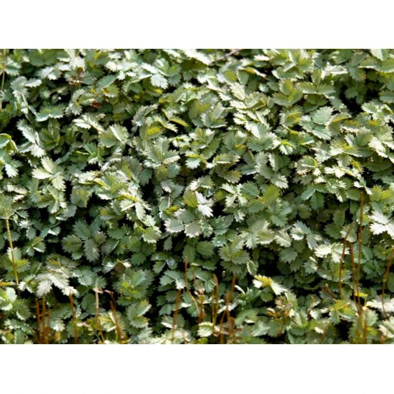 Blågrøn Tornnød Acaena Buchananii 10 Cm. Potte 6 Blågrøn Tornnød Acaena Buchananii 10 Cm. Potte - Billede 4