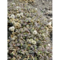 Blågrøn Tornnød Acaena Buchananii 10 Cm. Potte 8 Blågrøn Tornnød Acaena Buchananii 10 Cm. Potte -Osmo Salgsbutik mi49 acaena buchananii 0f68