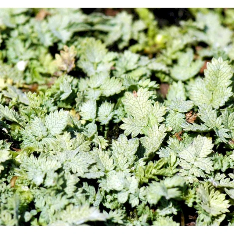 Blågrøn Tornnød Acaena Buchananii 10 Cm. Potte 3 Blågrøn Tornnød Acaena Buchananii 10 Cm. Potte