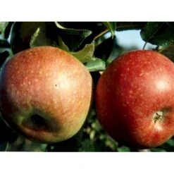 Æble 'Aroma' Malus X 'Aroma' 4-8 Grene. 120-160 Cm. Potte, (M7) -Osmo Salgsbutik mi5008 malus domestica aroma 079f