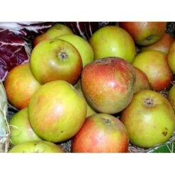 Æble 'Holsteiner Cox' Malus X 'Holsteiner Cox' 4-8 Grene. 120-160 Cm. Potte, (M7) -Osmo Salgsbutik mi5035 malus domestica holsteiner cox 256b