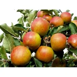 Æble 'Holsteiner Cox' Malus X 'Holsteiner Cox' 4-8 Grene. 120-160 Cm. Potte, (M7) -Osmo Salgsbutik mi5035 malus domestica holsteiner cox 271e