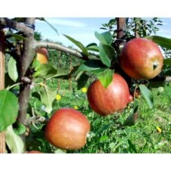 Æble 'Ildrød Pigeon' Malus X 'Ildrød Pigeon' 4-8 Grene. 120-160 Cm. Potte, (M7) -Osmo Salgsbutik mi5038 malus domestica ildroed pigeon 3fc8