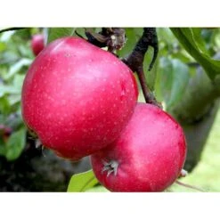 Æble 'Ildrød Pigeon' Malus X 'Ildrød Pigeon' 4-8 Grene. 120-160 Cm. Potte, (M7) -Osmo Salgsbutik mi5038 malus domestica ildroed pigeon a0fd