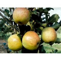 Æble 'James Grieve' Malus X 'James Grieve' Espalier 2 Etager,- Med Potte -Osmo Salgsbutik mi5042 malus domestica james grieve 63cf