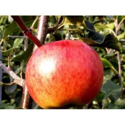 Æble 'Rubinola' Malus X 'Rubinola' Træ Med Sidegrene,- Stammeomkreds 20-25 Cm. Med Klump