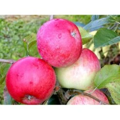 Æble 'Rød Ananas' Malus X 'Rød Ananas' Dværgtræ, 3-5 Grene, 6,7 Liter Potte, 80-100 Cm. -Osmo Salgsbutik mi5065 malus domestica roed ananas 2a7b