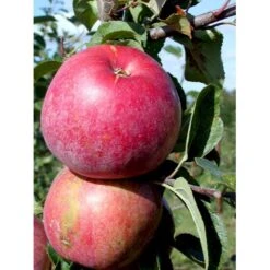 Æble 'Rød Aroma' Malus X 'Rød Aroma' 4-8 Grene. 120-160 Cm. Potte, (M7) -Osmo Salgsbutik mi5066 malus domestica roed aroma cd11