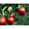 Æble 'Summerred' Malus X 'Summerred' Heister 175-200 Cm. Med Potte