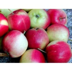 Æble 'Sunrise' Malus X 'Sunrise' 4-8 Grene. 120-160 Cm. Potte, (M7) -Osmo Salgsbutik mi5074 malus domestica sunrise 4801